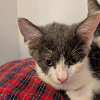Galaxie, chatte à adopter