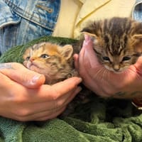 BELINDA, chatte à adopter
