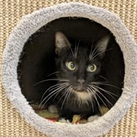FELIX, chat à adopter
