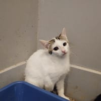 Salem, chatte à adopter