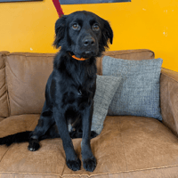 Hélios, chien à adopter
