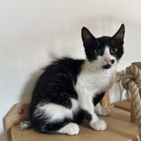 BRAMY, chat à adopter