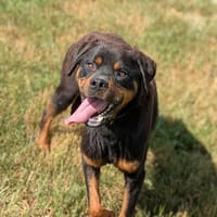 TYSON II, chien à adopter