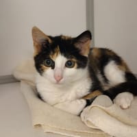 Venus, chatte à adopter