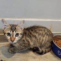 Lestat, chatte à adopter