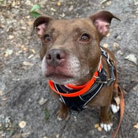 PRALINE HAA24828, chienne à adopter