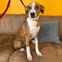 Santos, chien à adopter