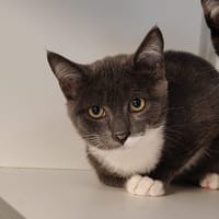 Oslo (réservé), chatte à adopter