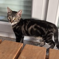 URANUS, chatte à adopter