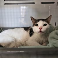 MERINGUE, chat à adopter