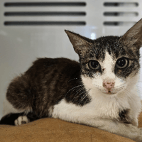 Bastaro, chat à adopter