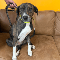Mila, chienne à adopter