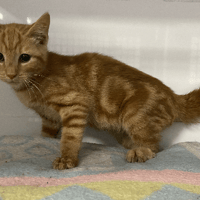 KRAK, chat à adopter