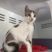 PAPILLOTTE, chatte à adopter