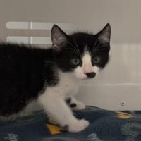 PERLIN, chat à adopter
