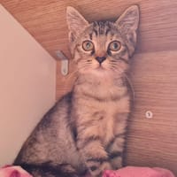 Bria, chatte à adopter