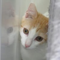 NAYLA (réservée), chatte à adopter