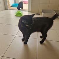 MIMIOSSI, chatte à adopter