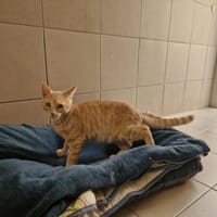 CARAMEL, chat à adopter