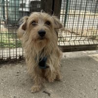MARLEY VAA, chien à adopter