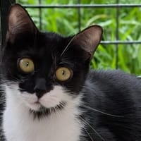 Baïka, chatte à adopter