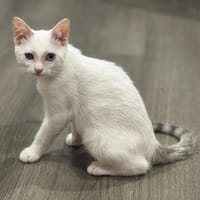 Blue (FR Amelie), chat à adopter