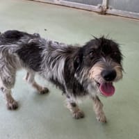 CHOCO, chienne à adopter
