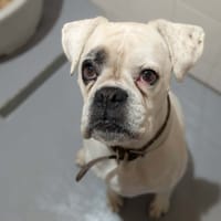 ORFAY, chienne à adopter