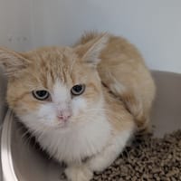 BLEUET, chat à adopter