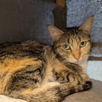 ANITA, chatte à adopter