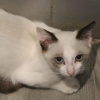 Valak, chat à adopter