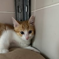 PIRANA, chat à adopter