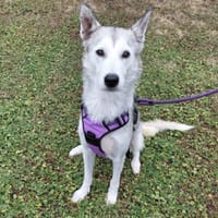 URKA, chienne à adopter