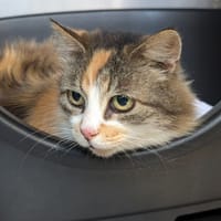 Milly, chatte à adopter