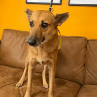 Fara, chienne à adopter