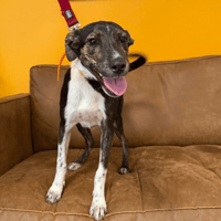 Ani, chienne à adopter