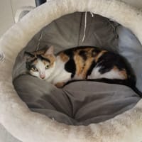 ROSE (réservée), chatte à adopter