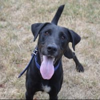 ATCHOUM CHAO, chien à adopter
