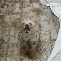 MIMIE, chienne à adopter