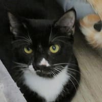 MIKADO, chat à adopter