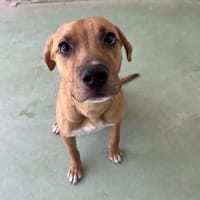 DARCY, chien à adopter