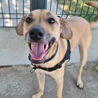 MARCO QCN (j'ai trouvé ma famille), chien à adopter
