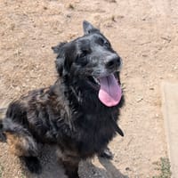 Açaï, chien à adopter