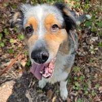 PEARLE HAA24821, chienne à adopter