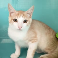 SABOUYOU C, chat à adopter