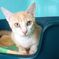 NEXUS C, chat à adopter