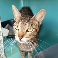 PANTERA C, chatte à adopter
