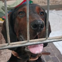 VIGO, chien à adopter
