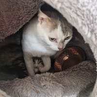 ELLA, chatte à adopter