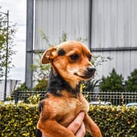 JEAN EUDES dit Caramel, chien à adopter